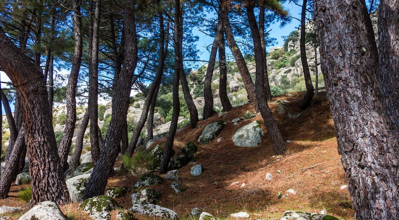 Pinar y bolos de granito en la Sierra de La Cabrera, Sierra Norte de Madrid